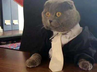 Budapest, in 700 per un colloquio di lavoro, ma viene assunto un gatto
