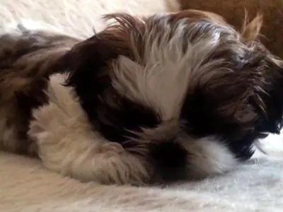 Il cane abbaia troppo e lo torturano fino alla morte