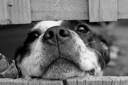Sesso con un cane del rifugio: arrestato
