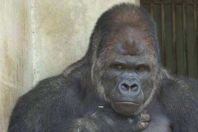 Boom di ragazze allo zoo di Nagoya per il gorilla-rubacuori: "È così sexy!"