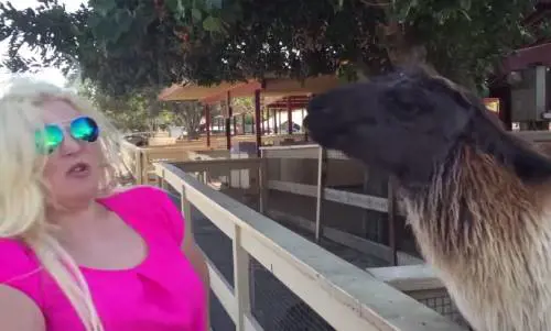 Lama sputa in faccia a una ragazza, il video è virale