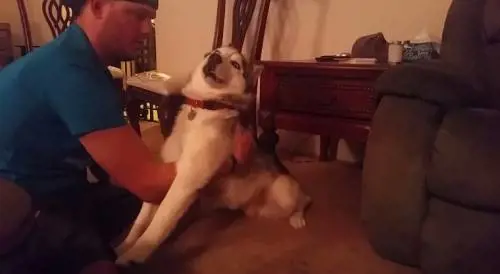 Cane assume marijuana, effetti impressionanti: ecco il video choc