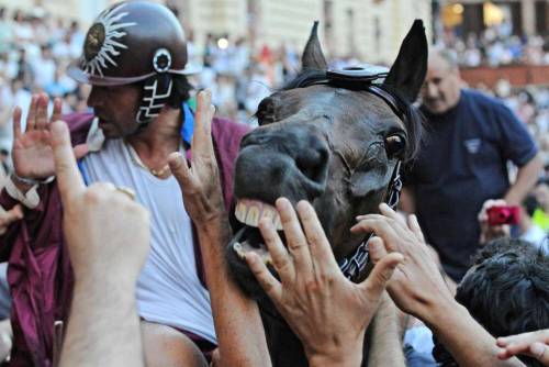 Andrea Mari detto Brio con il cavallo Morosita dopo la vittoria della Torre