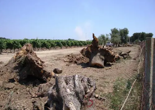 Ulivi abbattuti, il blitz a Oria