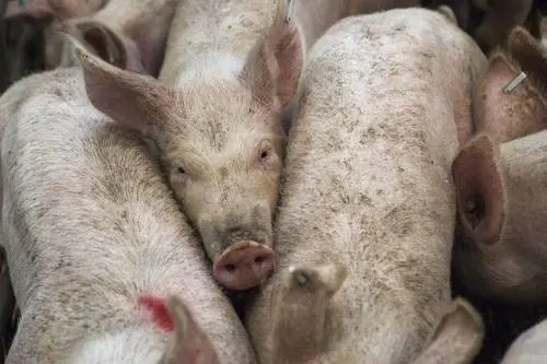 Suini castrati senza anestesia, veterinario denunciato dai carabinieri
