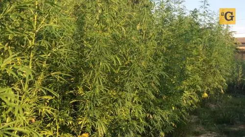Le piantagioni di Gianluca: dalla menta cubana alla canapa tessile