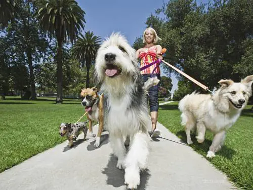Qual è il miglior pet sitter? Una app aiuta i padroni di animali domestici
