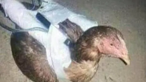 Isis, polli e galline usati come kamikaze