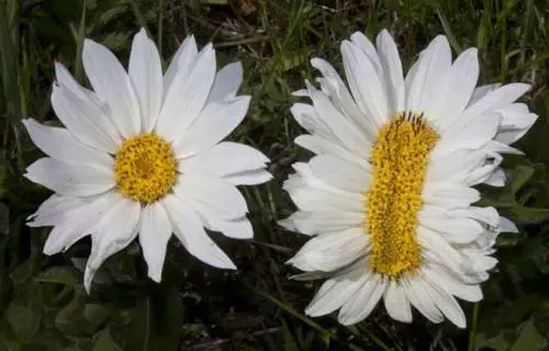 Margherite mutanti in Giappone: ​colpa delle radiazioni di Fukushima?