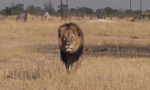 Il leone Cecil filmato a Hwange, nello Zimbabwe