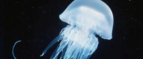 La mappa delle meduse: "In aumento nel Mediterraneo"