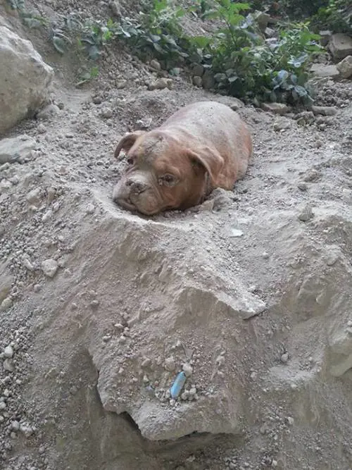 Parigi, cane sepolto vivo viene salvato da un passante