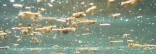 Alga tossica: allerta il Puglia. Le spiagge colpite