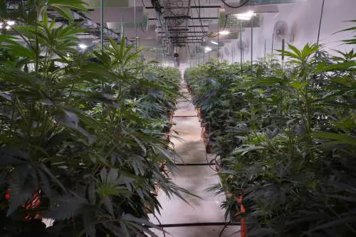 L'Ohio apre alla marijuana