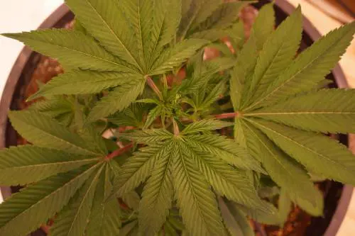 L'arcivescovo di Città del Messico dice si alla marijuana