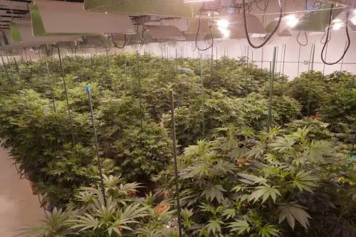 Pizza alla marijuana: scatta l'arresto