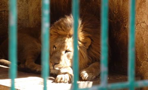 Indonesia, il leone drogato per le foto al safari park