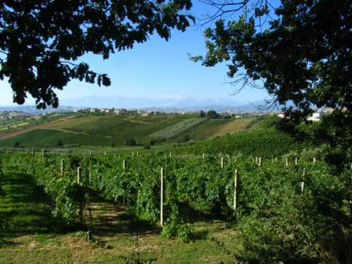I cinesi a caccia dei vigneti d'Italia