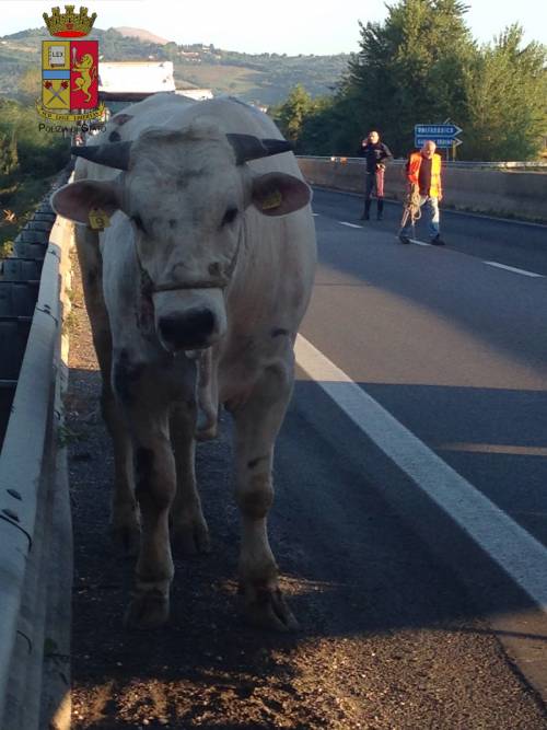 Perugia, toro in strada: statale bloccata