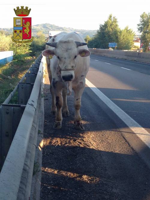 Perugia, toro in statale: strada bloccata, panico tra gli automobilisti