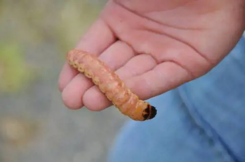 "Le larve camminano sui vostri corpicini". E annega i due figli