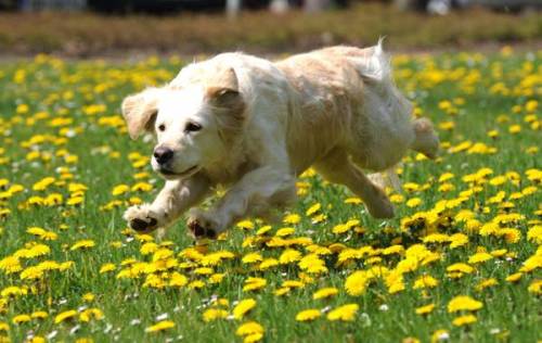 Pavia, apre Oipa Italia, l'associazione che tutela gli animali