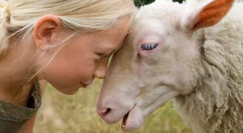 Arriva la nuova lana. Senza le pecore