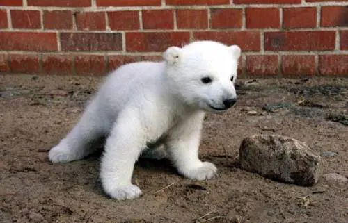 Svelate le cause della morte di Knut