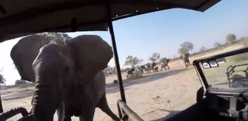 Zimbabwe: elefante attacca jeep, nessun ferito ma il video è virale