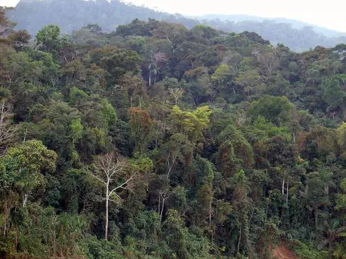 Giappone, genitori abbandonano il figlio nella foresta per punizione