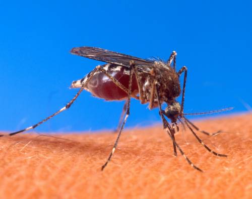 Zika, contagio sessuale: allarme negli Stati Uniti
