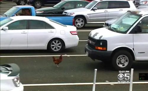Gallina in autostrada, traffico bloccato per oltre quattro ore