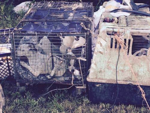 Orrore nel campo rom: il lager dei cani rinchiusi in gabbia come conigli