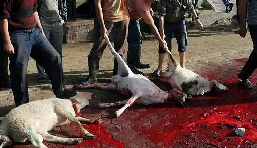 Sì alla mattanza di animali alla festa del "Sacrificio": il regalo del Pd agli islamici