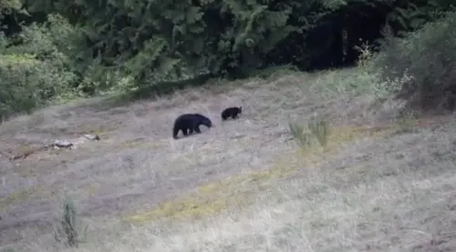 Canada, il mistero dell'orso blu