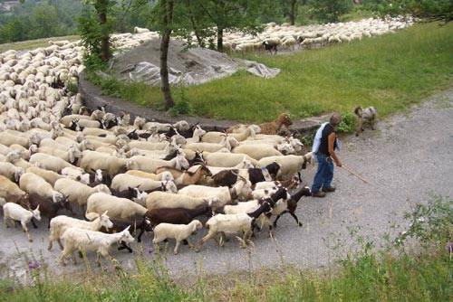 Il Comune assume un gregge di pecore: "Taglieranno l'erba"