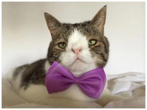 Monty, il gatto con la sindrome di Down