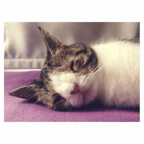 Il gatto con la sindrome di Down conquista Facebook