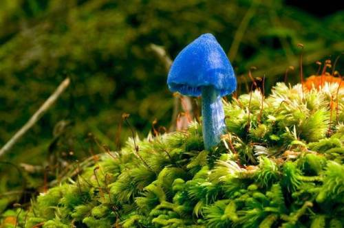 I 10 funghi più strani del mondo 