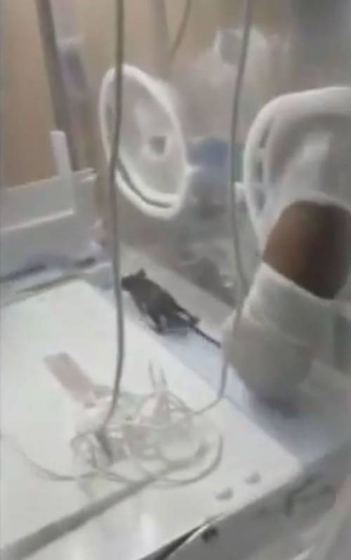 Topo semina il panico in ospedale: morso un neonato nell'incubatrice