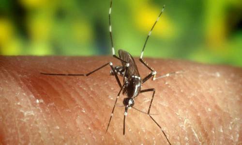 La mappa delle zanzare: 63 le province a rischio