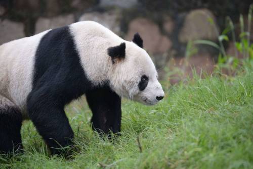 Il panda più vecchio del mondo compie 30 anni
