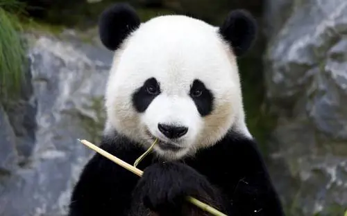 Il parco di Chimelong mette in mostra i panda