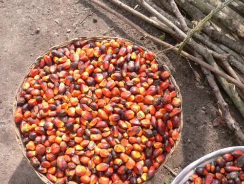 "Sfatiamo il falso mito sull'olio di palma"