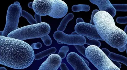 A caccia del Clostridium Difficile: i cani scovano batteri in ospedale