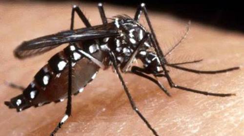 Una zanzara geneticamente modificata per sconfiggere la malaria