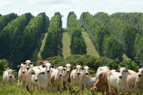 "Così si raddoppia la produzione ma si tutelano i bovini e si abbatte l'inquinamento"