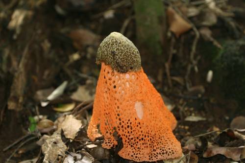 Nelle Hawaii cresce un fungo che provoca l'orgasmo femminile