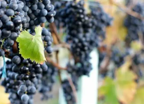 L’Aglianico del Vulture DOP