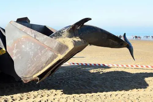 Il mistero delle balene arenate. Fedeli al capo fino alla morte